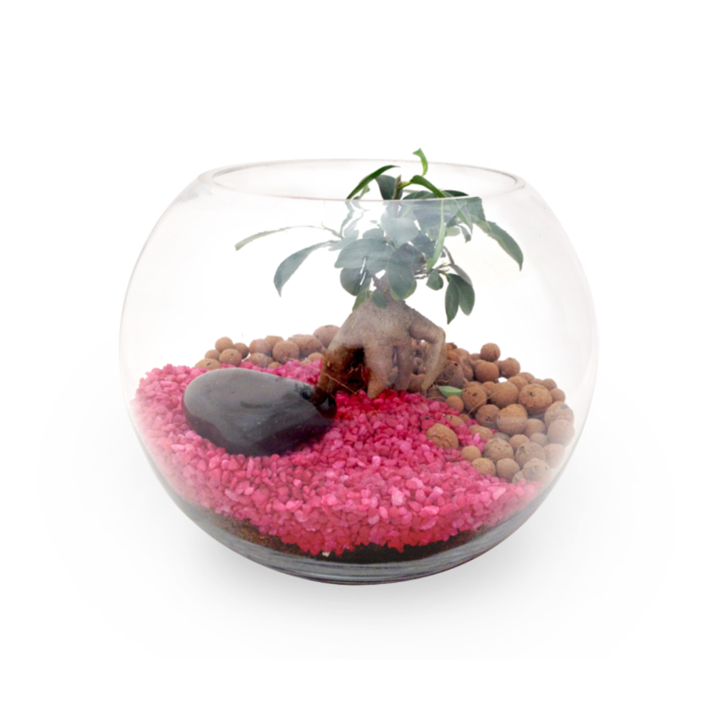 Terrarium en Kit - Grand modèle Ficus Ginseng